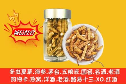 吉安市青原回收散虫草
